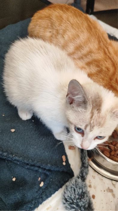 Gatinhos machos para adoção