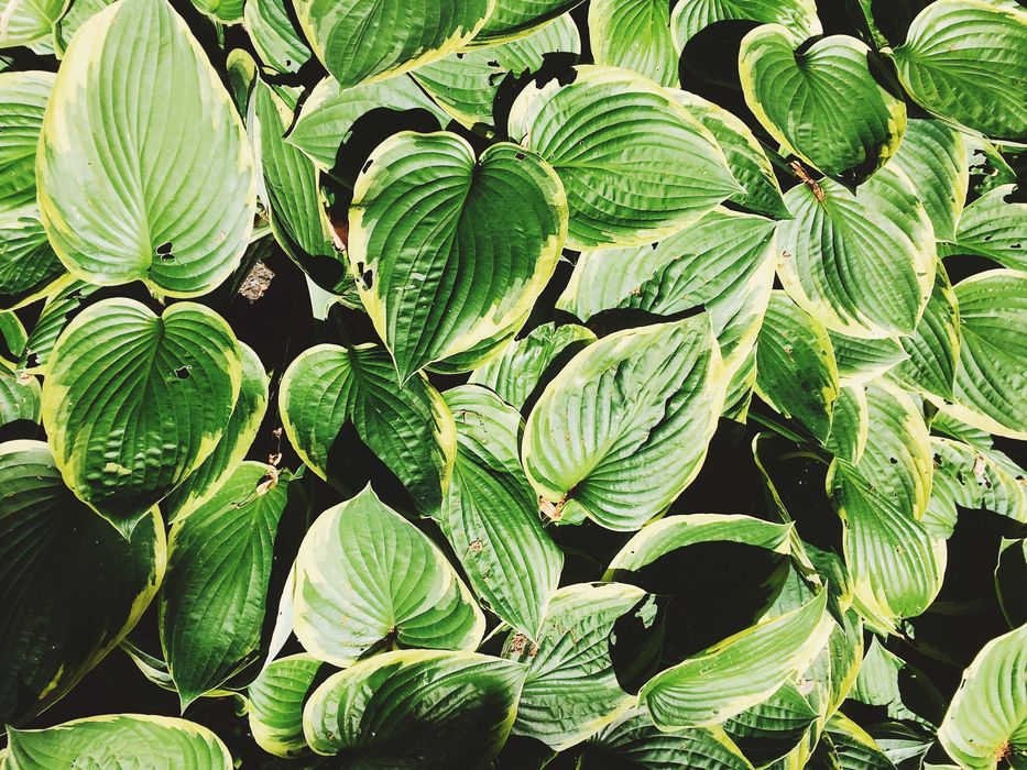 Funkia/Hosta – różne kolory i odmiany liści, SZKÓŁKA, doniczkowana