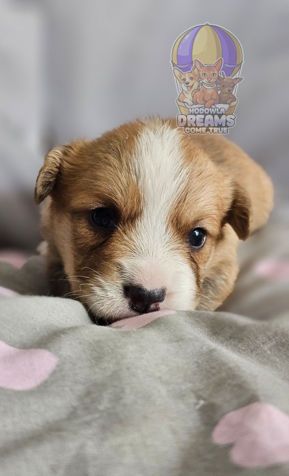 Welsh Corgi Cardigan **Sunia**Do Rezerwacji