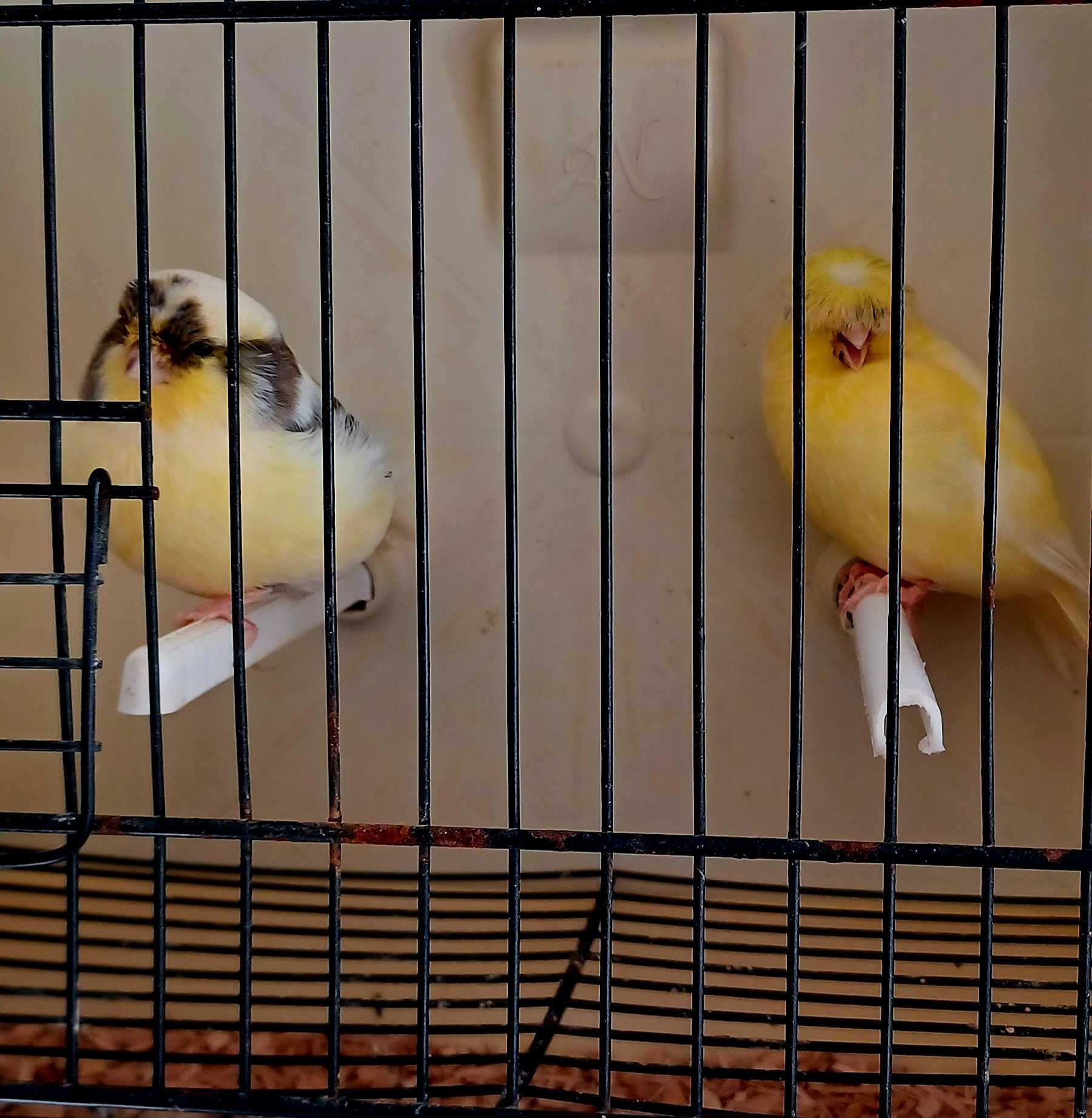 Casal de Glosters