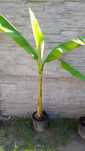 Bananowiec musa basjoo.