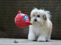 Coton de Tulear ZKwP / FCI suczka