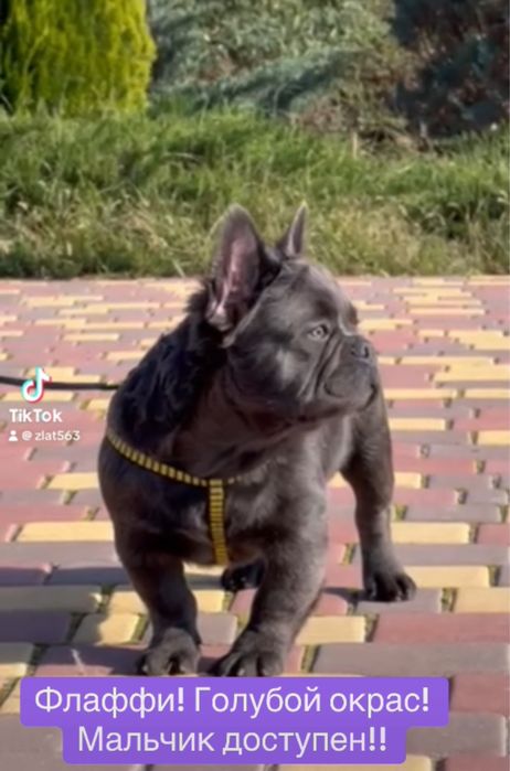 Шоу класса голубой французик Флаффи