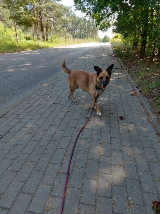 SONIA - Schronisko dla Zwierząt w Ostródzie