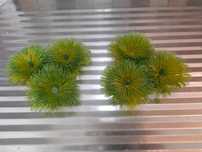 Plantas decorativas para aquário