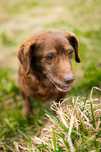 Ferrero piesek senior do adopcji