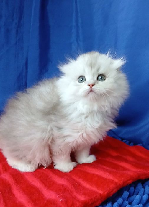 Серебристая шиншилла хайленд фолд шотландская