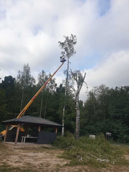 Podnośnik koszowy 22M. Wynajem, Usługi, Wycinka drzew