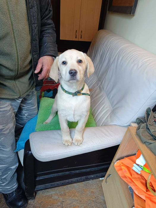 Labrador szczeniak [ jasny ]