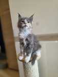 Felicita kotka szylkretka Maine Coon