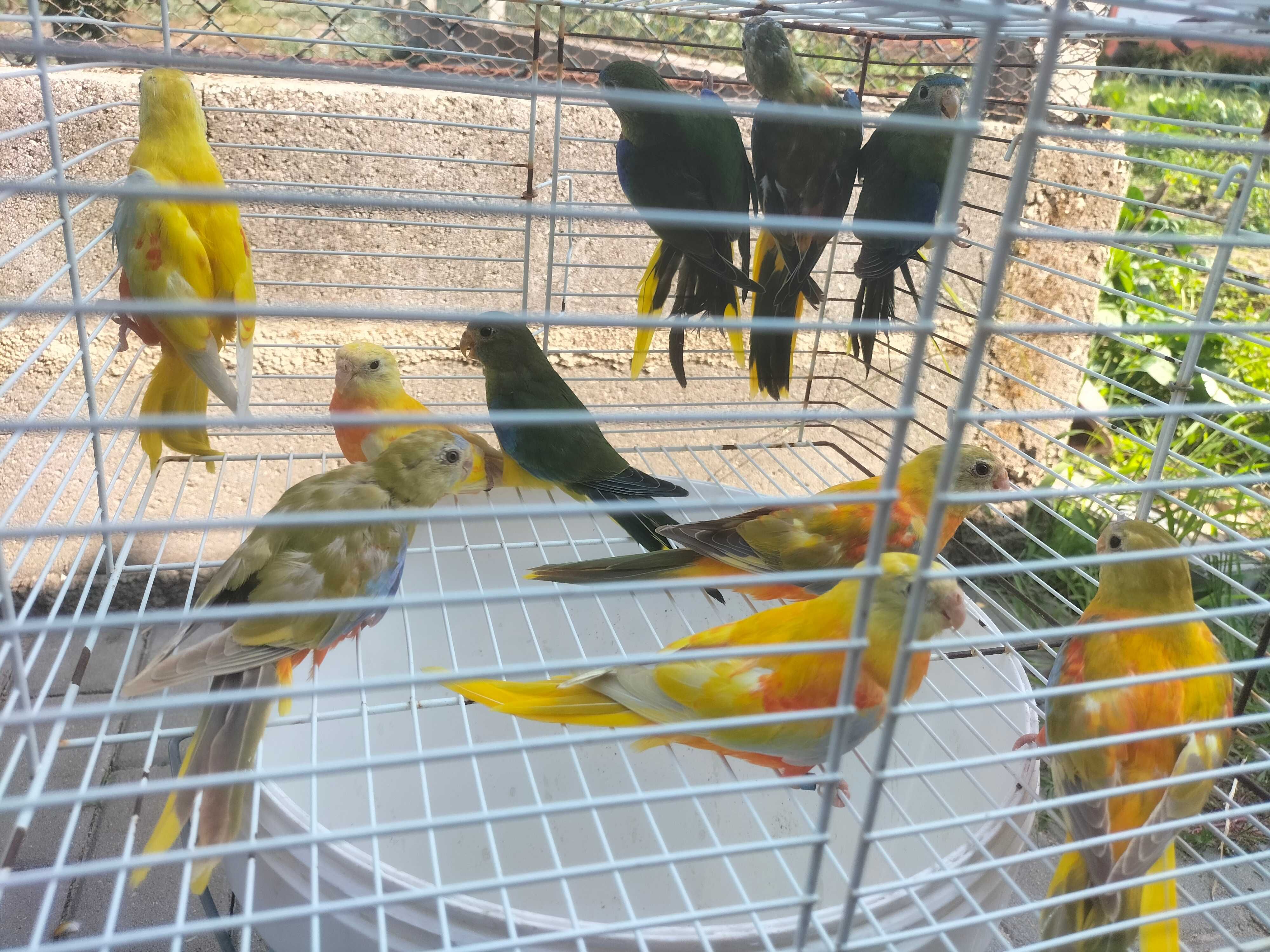 Venda de Casais Periquitos Turquoisines Diluídos