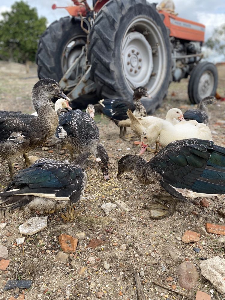 Vende se patos mudos