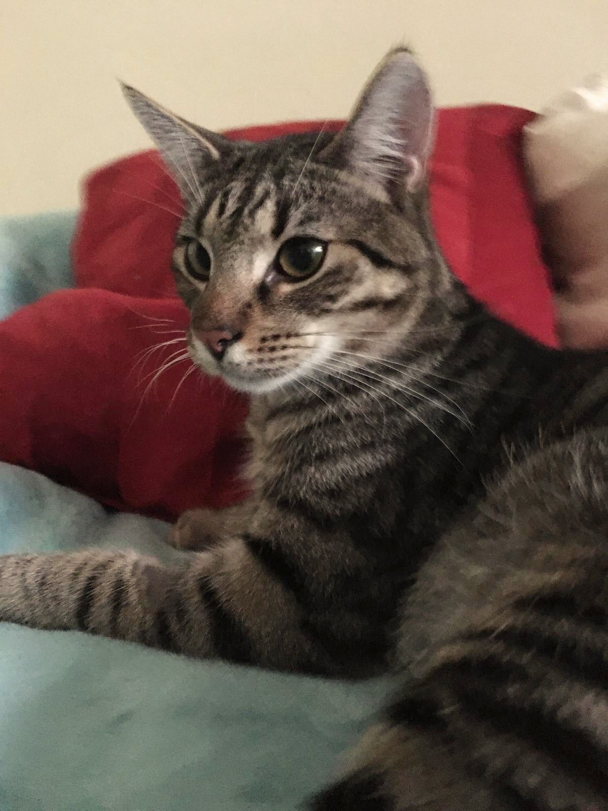 SZAFIREK  do adopcji