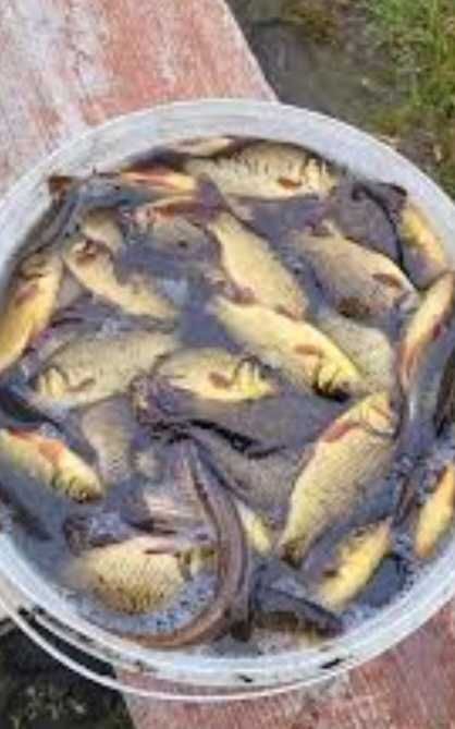 Продам живу рибу э раки