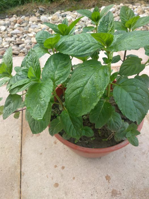 Mięta ogrodowa 2 sadzonki