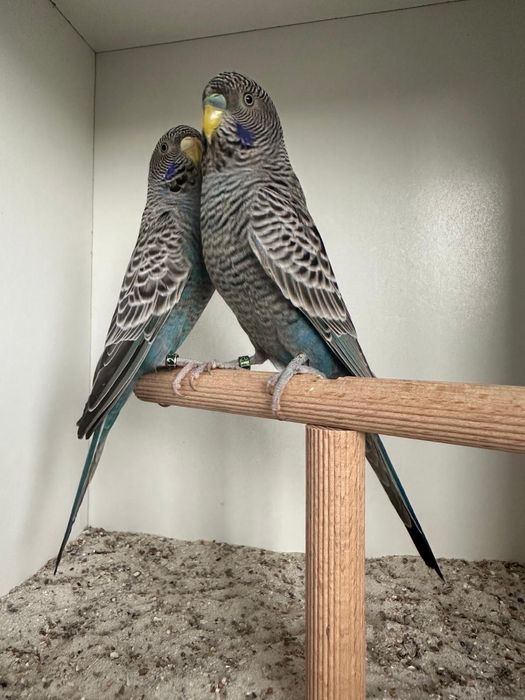 Casais periquitos black face