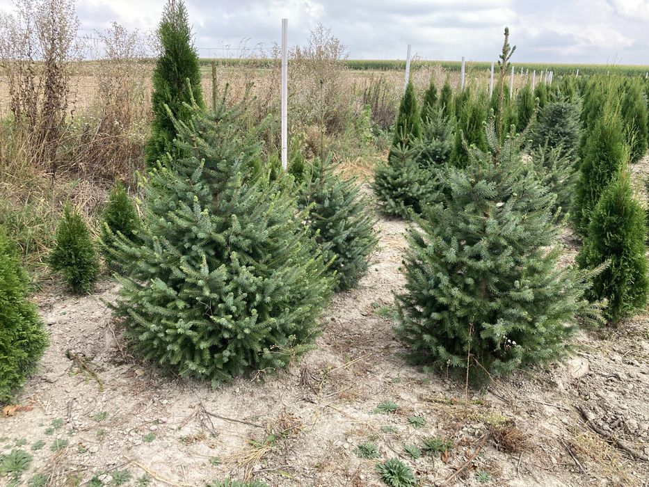 Tuje Szmaragd, świerki, iglaki
