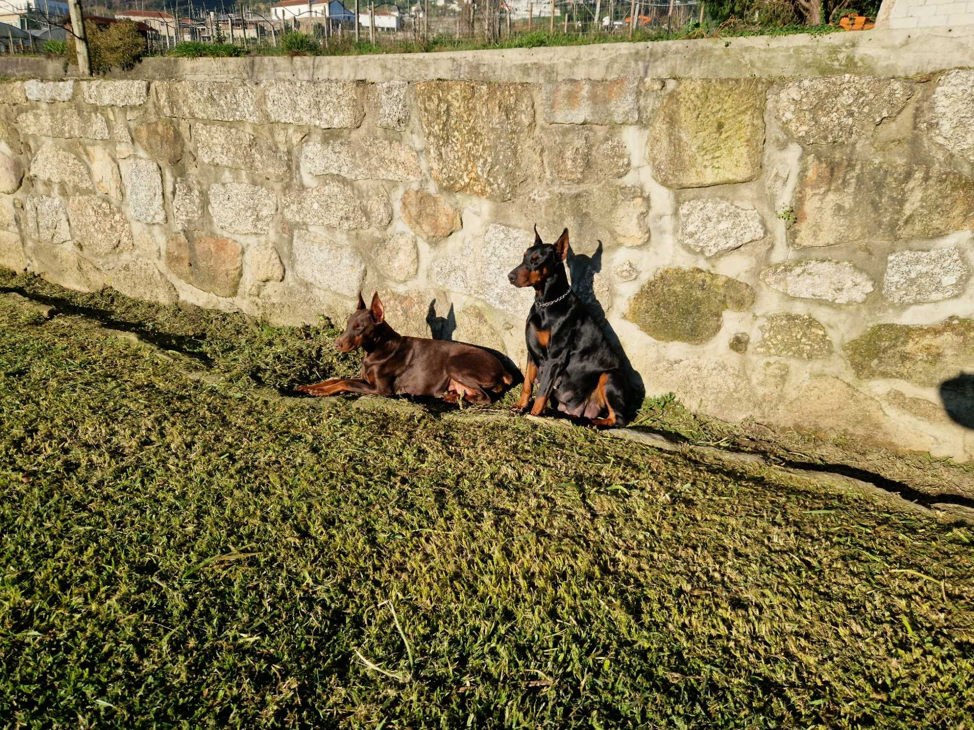 Doberman com lop/pedegree