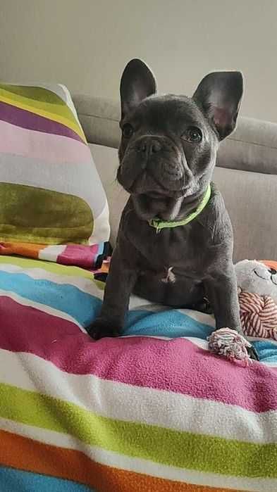 Ostatni do odbioru Buldog francuski BLUE pies piesek rodowód szczeniak