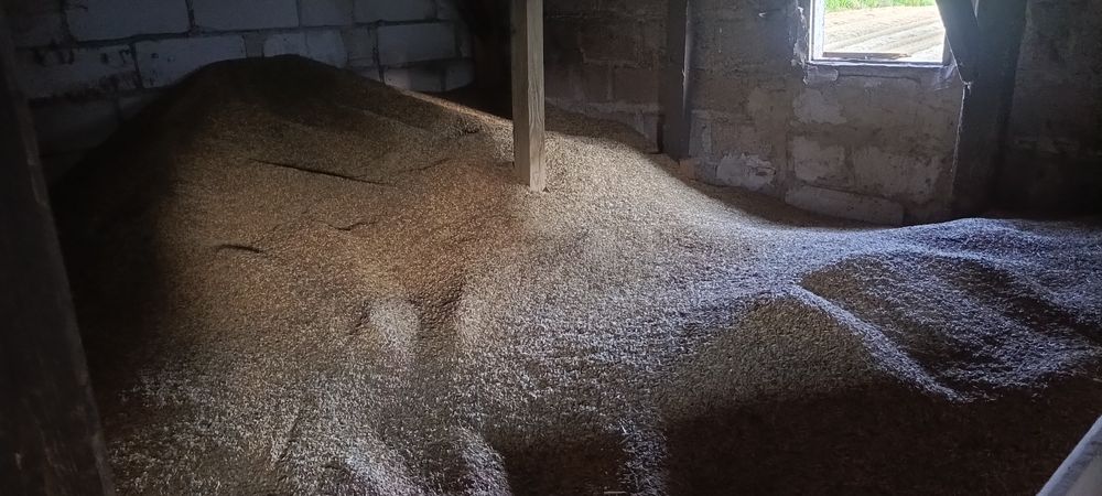 Zboże paszowe wymieszane mieszanka z pszenżytem