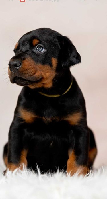 Цуценят Доберман