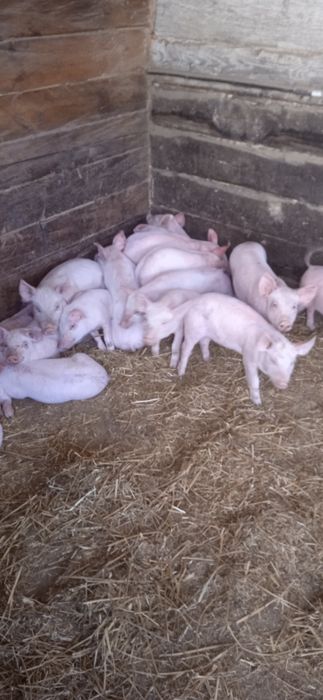 Домашні поросята велика біла +ландрас