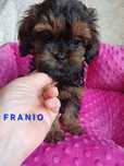 Shihpoo gotowy do odbioru