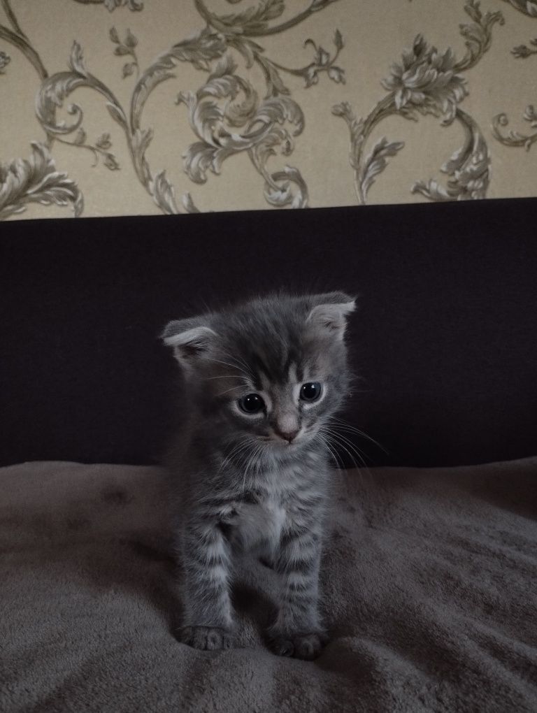 висловухе кошеня