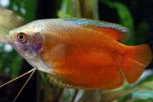 Colisa Sunset - Trichogaster lalia