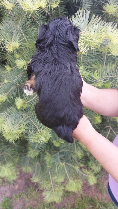 Shih-tzu czarna dziewczynka