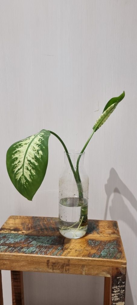 Diffenbachia - ukorzenione sadzonki