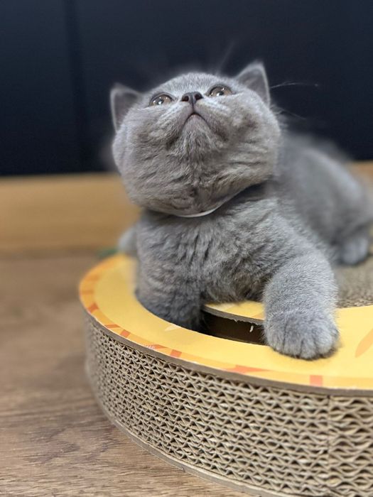 Prześliczne kocurki brytyjskie krótkowłose FPL