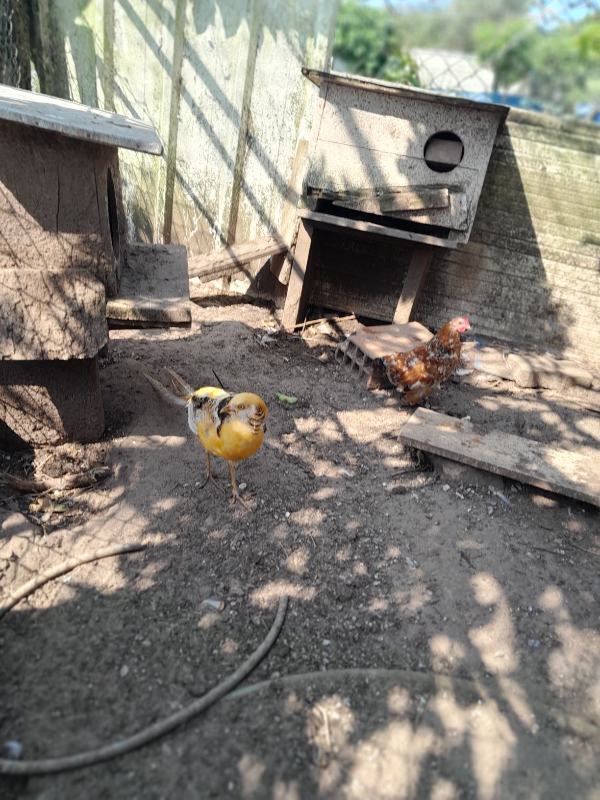 Patos mandarins ,faisões