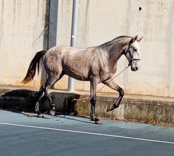 Poldro lusitano livro azul 26 meses grande 1,60cm ainda cresce mais