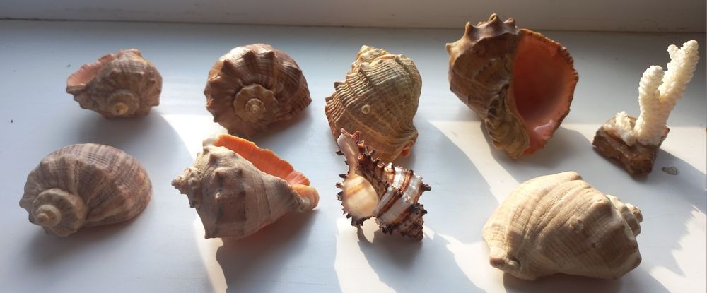 Ракушки морские для аквариума