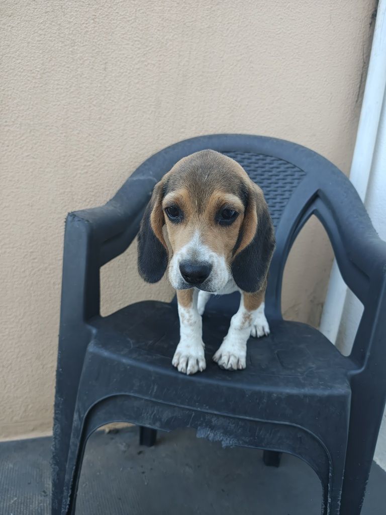 Beagle macho puro magnifico