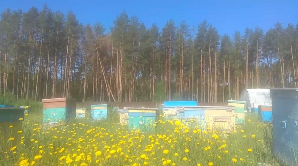 Відводки, бджолопакети, матки, карпатка