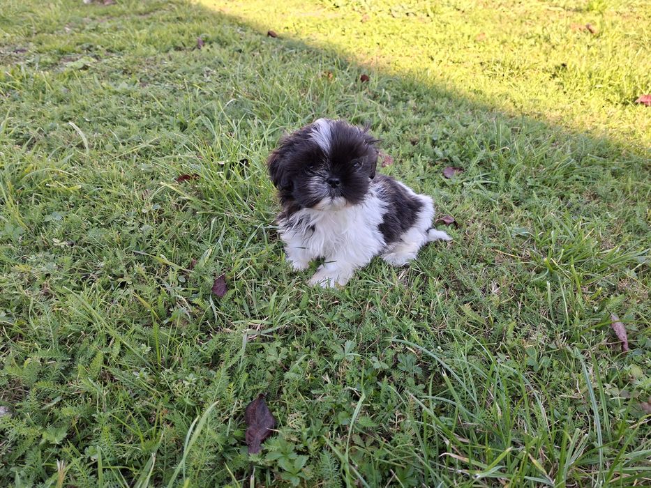 Shih-tzu mały Piesio