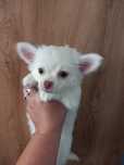 Chihuahua długowłosa suczka