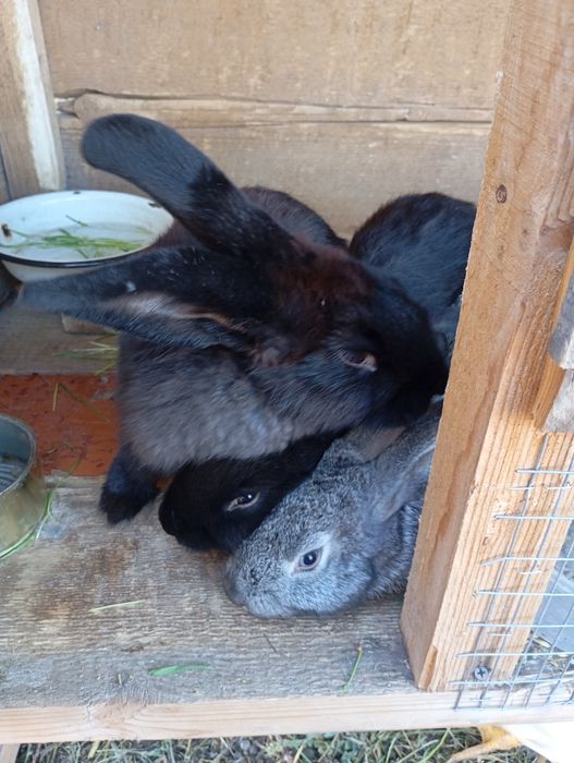 Продам Кроликів.