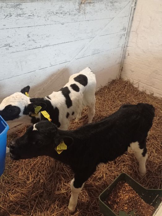 Cielak jałówka mleczna 2 sztuki