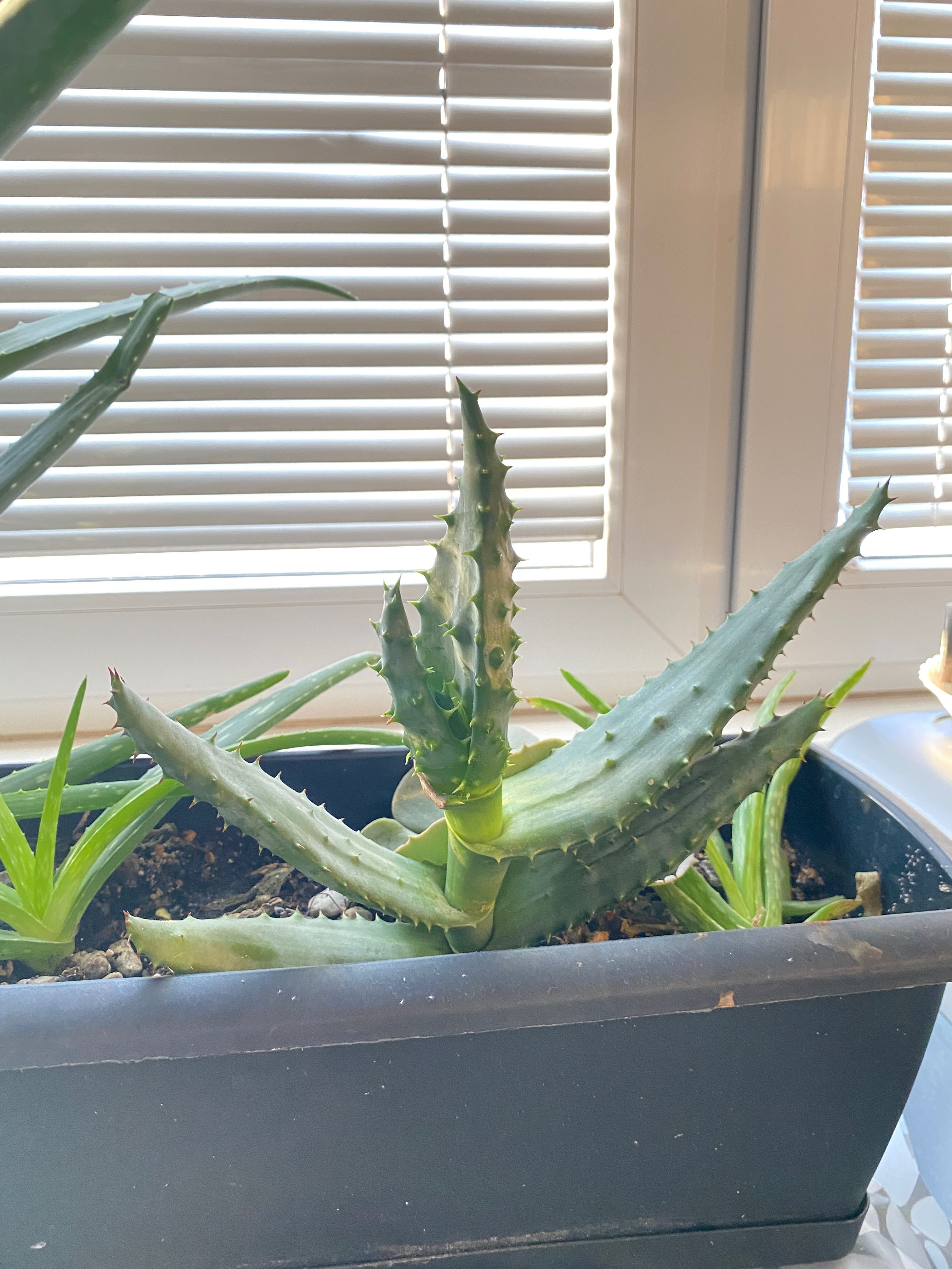 Aloes 50 cm. Różne odmiany. Wiek od 2 lat.