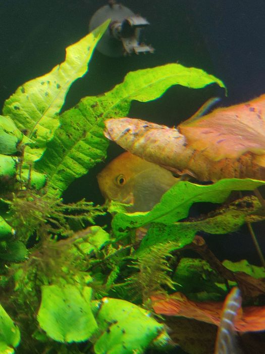 Skalary mancapuru Red