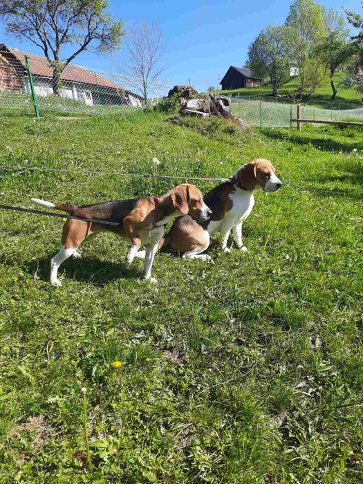 Продам маленьких цуценят бігля