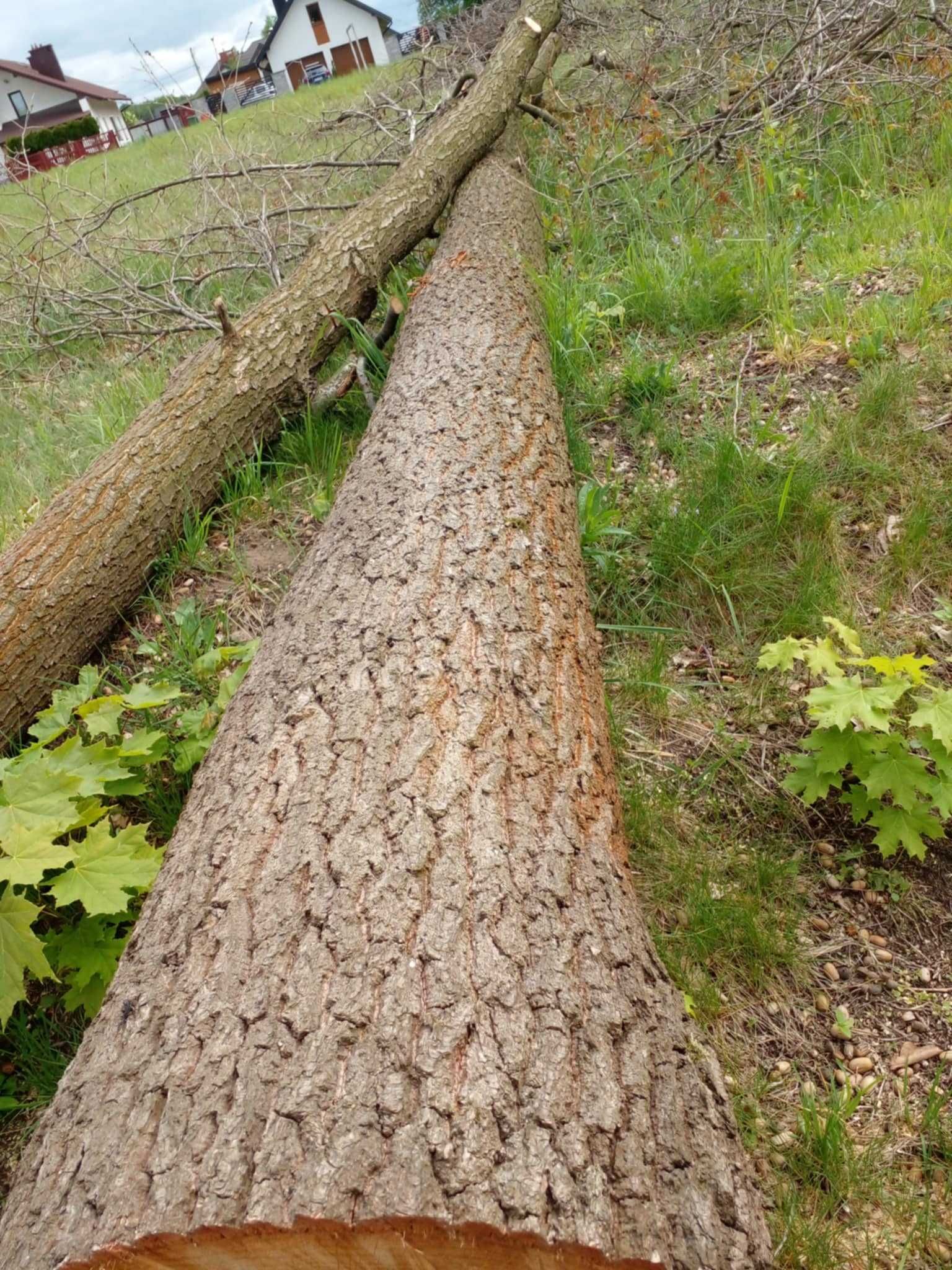 Drzewo dąb w klocku