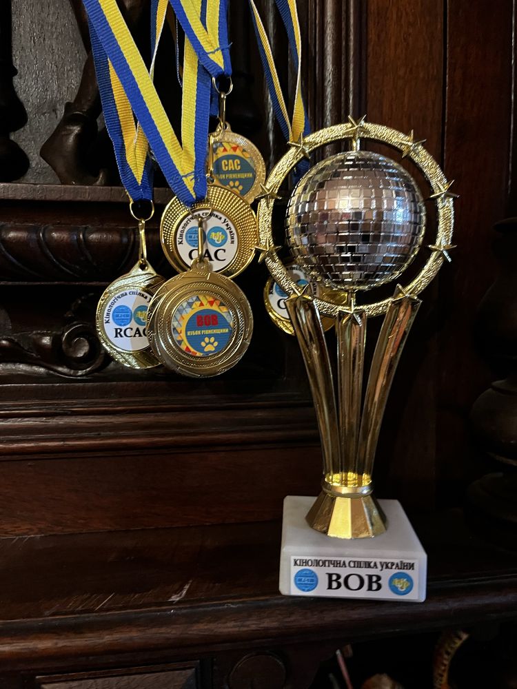 Елітні цуценята бордер коллі – чемпіонський родовід