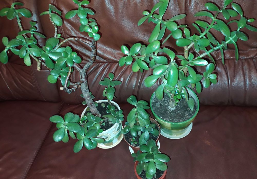 Цветы комнатные укорененные отростки: красула,молочай,педилантус