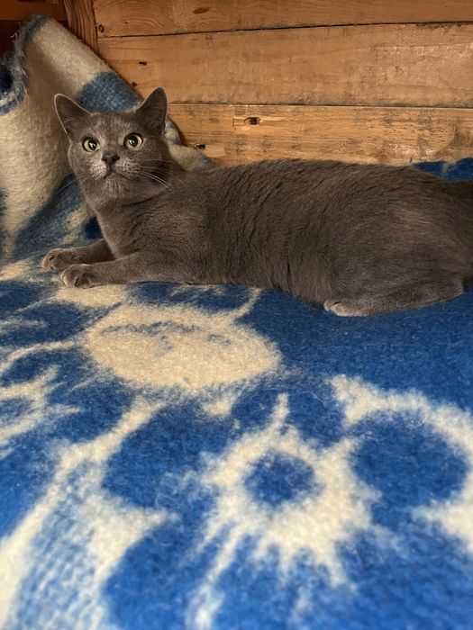 Кошечка стерилизована привита