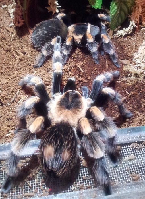 паук птицеед для новичков Brachypelma Smithi