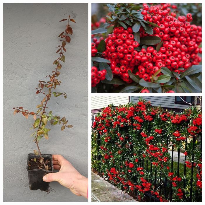 Піроканта  Піраканта  3 кольори Великий вибір багаторічних рослин